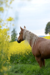 Gelb macht glücklich. Schönes goldenes Pferd inmitten gelber Blumen