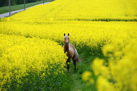 Gelb macht gl&uuml;cklich. Sch&ouml;nes goldenes Pferd inmitten gelber Blumen