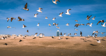 A flock of seagulls on the sand of the ocean coast and many of them take to the wings against the...