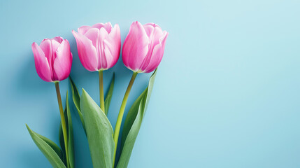 Obraz na płótnie Canvas Five Pink Tulips Arranged Neatly Against a Soft Blue Background