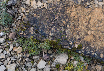 Der Garten im Februar, Stauden mit Steinen 