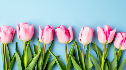 Pink Tulips Lined Up Against a Soft Blue Background Signaling Springtime Bloom