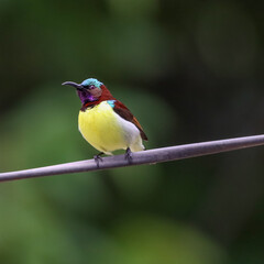 Beautiful Purple-rumped sunbird sitting on tree branch in morning. Wall mounting of bird. Seasonal greetings background.