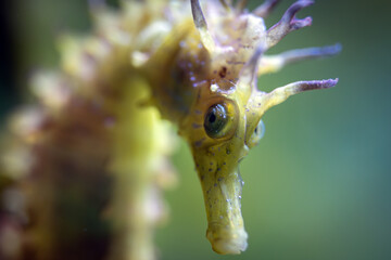 Hippocampus Guttulatus - Long-Snouted Seahorse- Spiny Seahorse - Syngnathidae