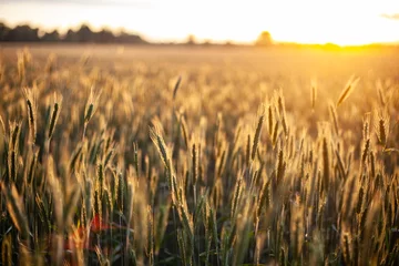 Deurstickers field of wheat in sunset © ugis