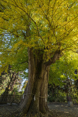 Naklejka premium 日本 福島県喜多方市慶徳町新宮の新宮熊野神社の大銀杏