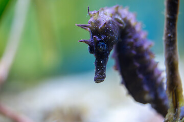 Hippocampus Guttulatus - Long-Snouted Seahorse- Spiny Seahorse - Syngnathidae
