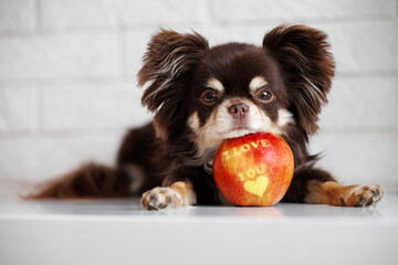 cute chihuahua dog lying down and resting head on an apple with 