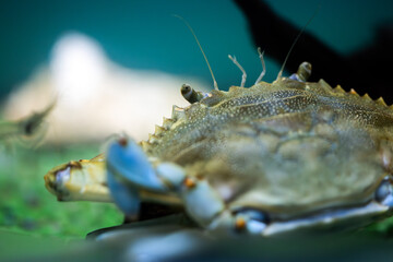 Callinectes Sapidus - Blue Crab Close up While Hunting Prawns