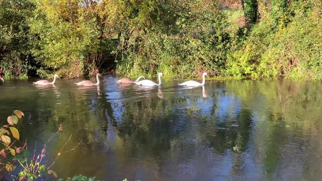 Graceful swan family swimming against a strong current on river Itchen