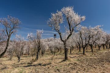 Hustopece almond orchard in bloom, Czech Republic