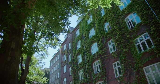 Wide angle shot of scandinavian red brick building facade overgrown with ivy plant. Green city life, trees grow in park in residential area of city. Summer in urban environment