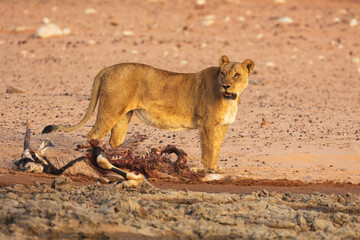 Lioness (Panthera leo) with remains of a prey (Gemsbok)