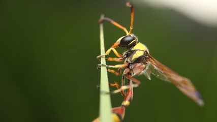 Extreme face close-up of potter wasp on the green grass , insect macro