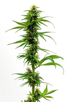 Cannabis as medicine, cannabis for sale