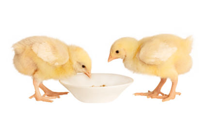 small chickens isolated on white background eating from a feeder