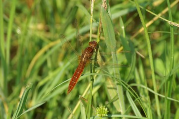 Closeup on a Scarlet-darter dragonfly, Crocothemis erythraea, sitting in the grass