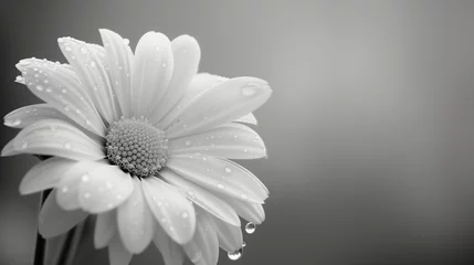 Foto auf Acrylglas Monochrome daisy background with water drops © TY