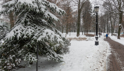 Snow-covered trees in Kyiv Mariinsky Park on a winter day