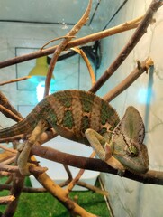  Yemeni chameleon, reptile terrarium, zoo