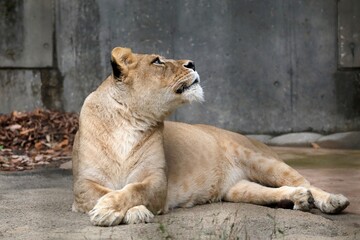 振り向き見上げるライオンのメス