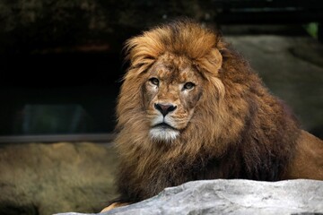 座ったカメラ目線のライオンのオス