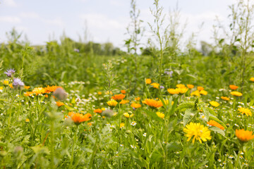Blumenwiese als Blühstreifen neben einem Feld