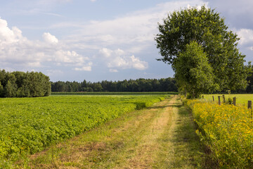 Fototapeta na wymiar Feldweg entlang von Kartoffelfeldern und Blühstreifen