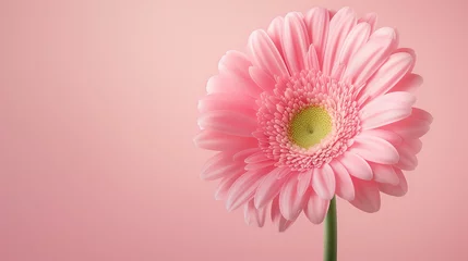 Fototapeten Simple Pink Gerbera Background © TY