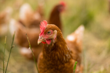 Huhn oder Henne auf einer grünen Wiese. Selektive Schärfe. Im Hintergrund mehrere Hühner unscharf