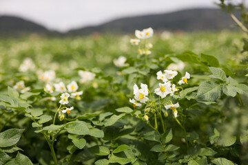 Blühende Kartoffelpflanzen auf dem Feld