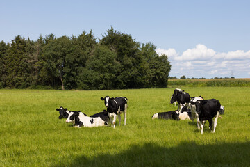 Herde von Milchk&uuml;hen auf der Weide