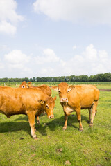 Fototapeta na wymiar Rinderherde auf der Weide