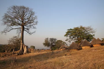 Foto op Plexiglas Bedik village in Kedougou, Senegal, Africa. Big baobab tree, beautiful Senegalese nature, African landscape, scenery. Tribal houses, home. Village of Bedik tribe. Rural life in Kedougou, Senegal © Sergey