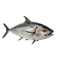Tuna fish full body, isolated on transparent background