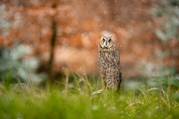 Autumn in nature with an Long-eared owl (Asio otus) sits on a tree branch with orange leaves in an oak forest. WInter is comming and snowing. Portrait of a owl in the nature habitat.