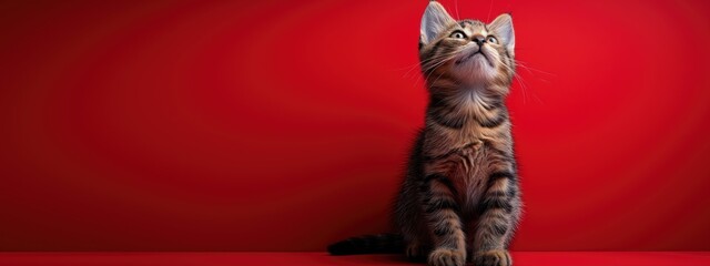 cute feline sits on red background looking up