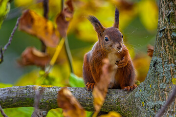 Red squirrel (Sciurus vulgaris) sitting on a Branch. Autumn color in the nature.