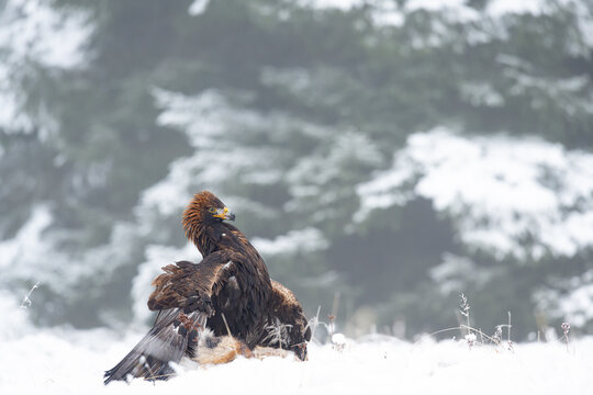 The Golden eagle (Aquila chrysaetos) caught its prey Red fox (Vulpes vulpes) in a winter snowy spruce forest. Portrait of a bird of pray in the nature habitat.