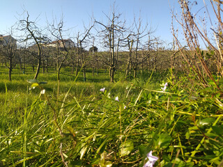 Spring nature, fresh greenery and stream. Beautiful nature in the park.