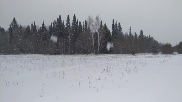 It's snowing in the background of the forest