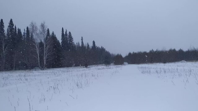 It's snowing in the background of the forest