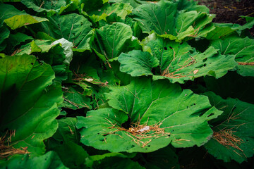 Exotic succulent burdock leaves. A cluster of butterbur plants with heart-shaped or kidney-shaped...