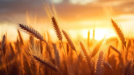 Foto op Plexiglas wheat field in golden sunlight, in the style of light orange and azure, nature morte, photo-realistic landscapes © PaulShlykov