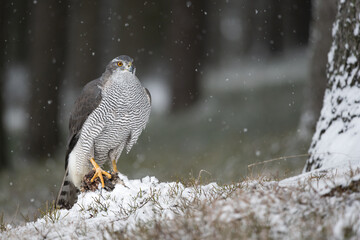 The Eurasian goshawk (Accipiter gentilis) caught its prey in a winter snowy spruce forest. Portrait of a bird of pray in the nature habitat.