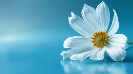 Zelfklevend Fotobehang White daisy flower on blue background © TY