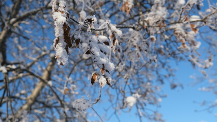 Winter fairytales, cold winter in the north of Sweden