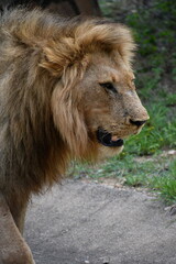 Lions of Sabi Sands Game Reserve and Kruger National Park | South Africa