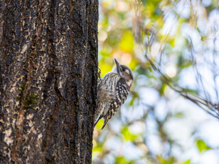 木にとまるコゲラ