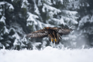 The Golden eagle male (Aquila chrysaetos) flying over the Golden eagle female in a winter snowy spruce forest. Portrait of a bird of pray in the nature habitat.
